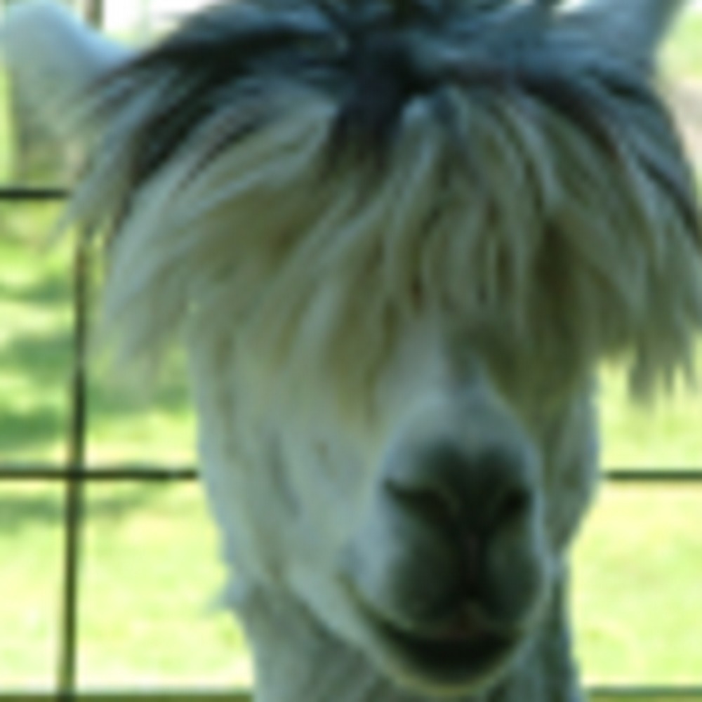 Meet your Posher, Tammy